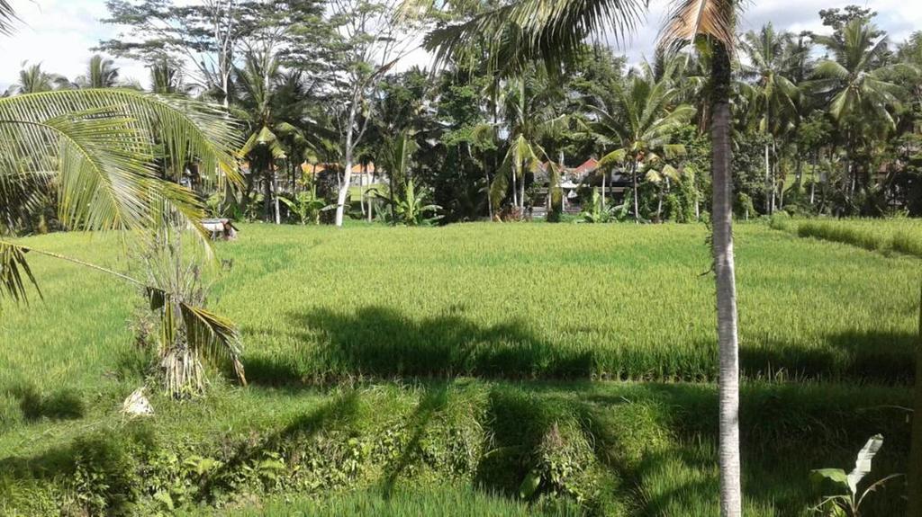 Kishi-Kishi Ubud Villas Esterno foto